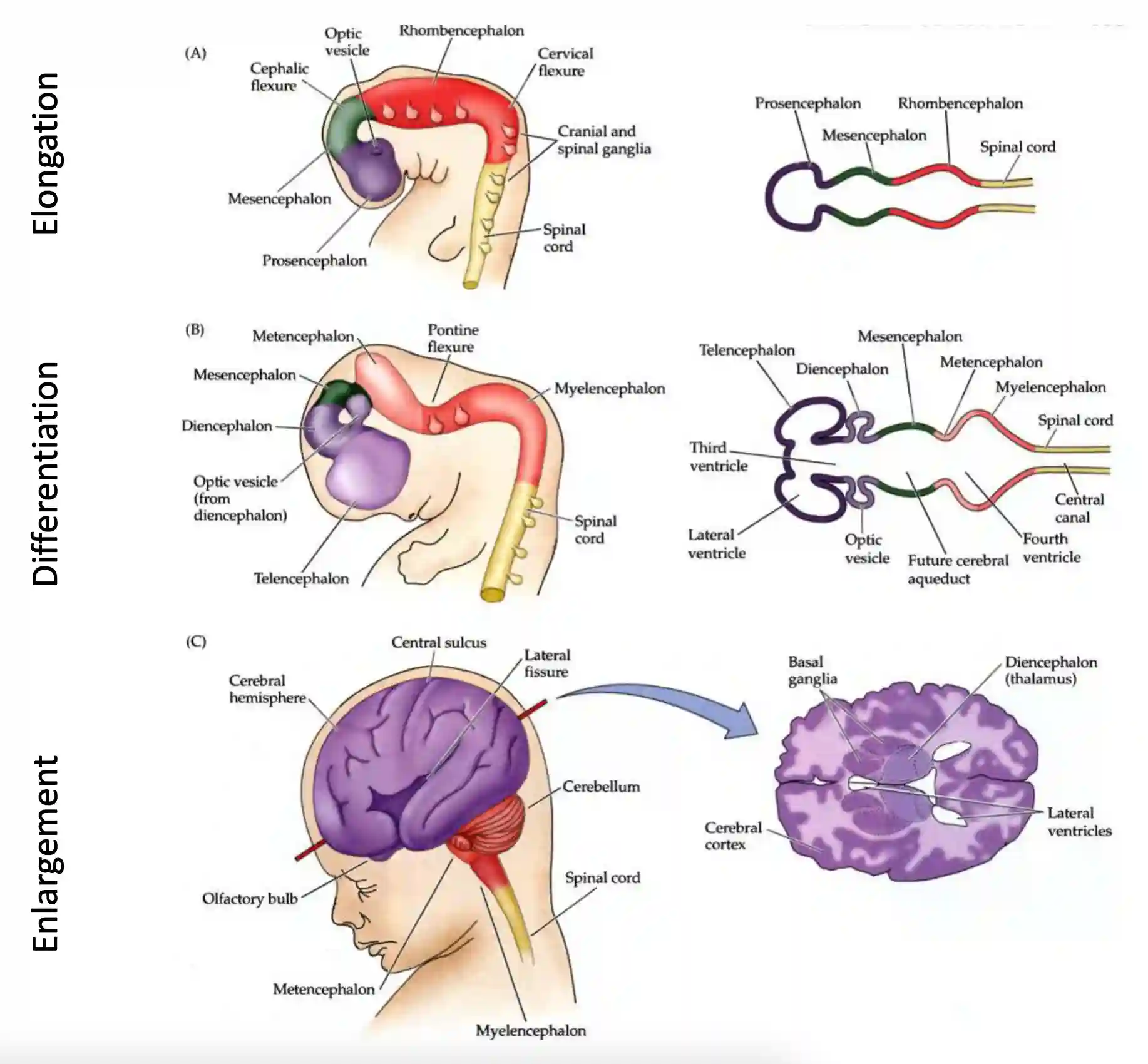 Bridge Brain Structure Architecture of the Brain | Xuanqiang Angelo Huang's Blog