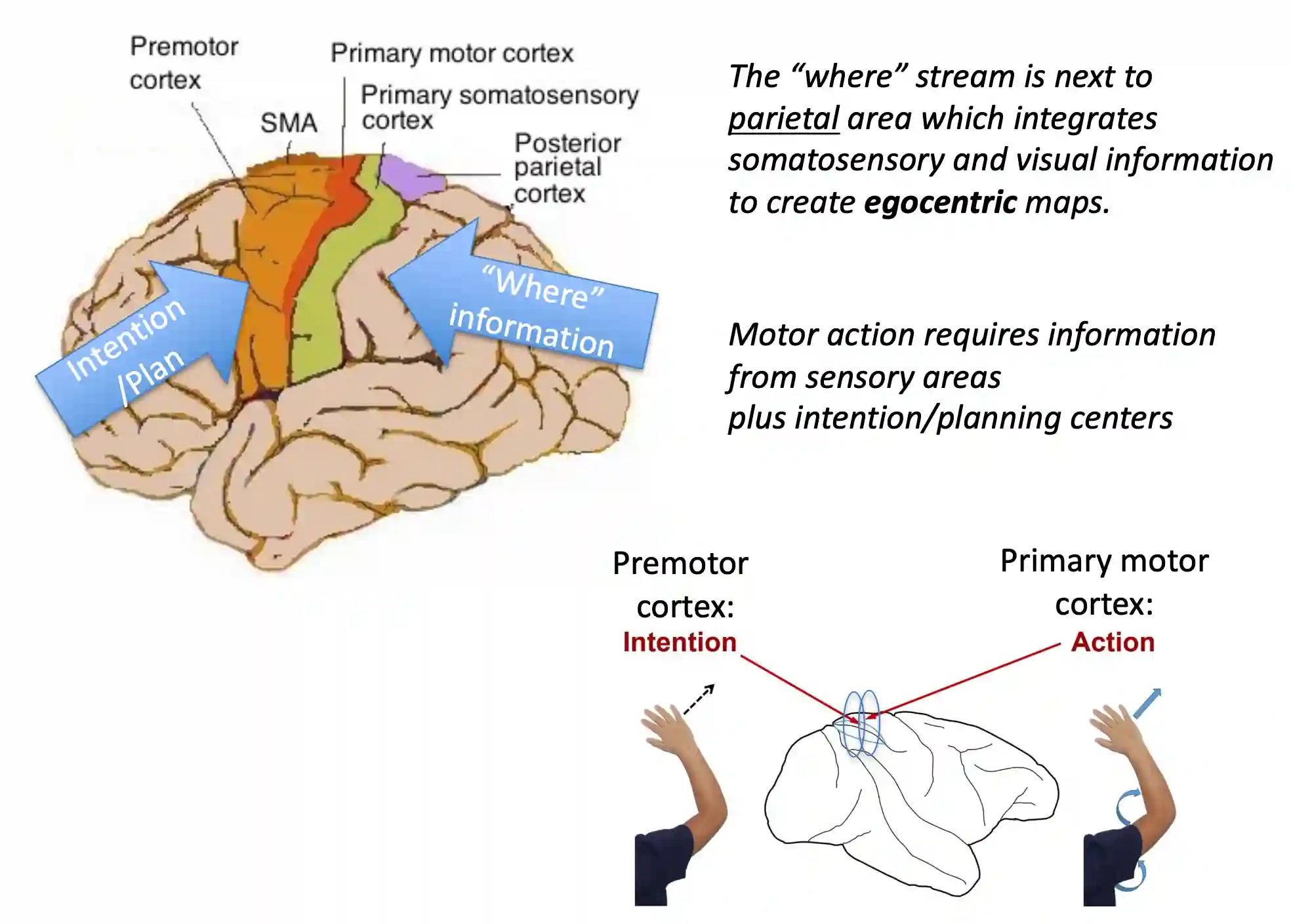 Architecture of the Brain | Xuanqiang Angelo Huang's Blog