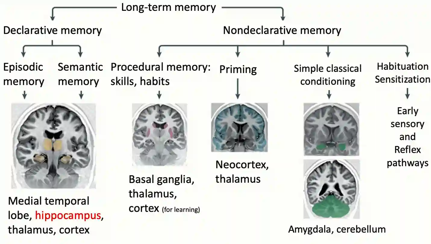 Memory in Human Brain | Xuanqiang Angelo Huang's Blog