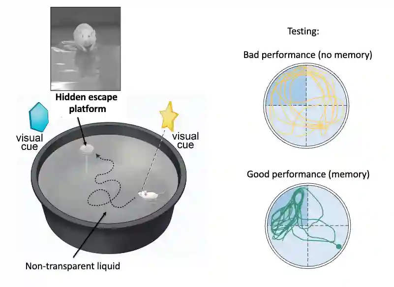 Memory in Human Brain | Xuanqiang Angelo Huang's Blog